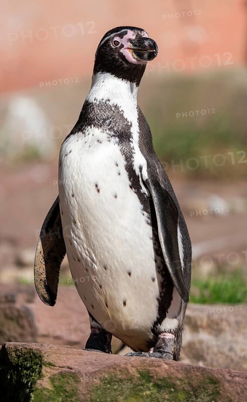 Humboldt penguin (Spheniscus humboldti) standing on a rock, occurrence in South America, captive, Germany, Europe