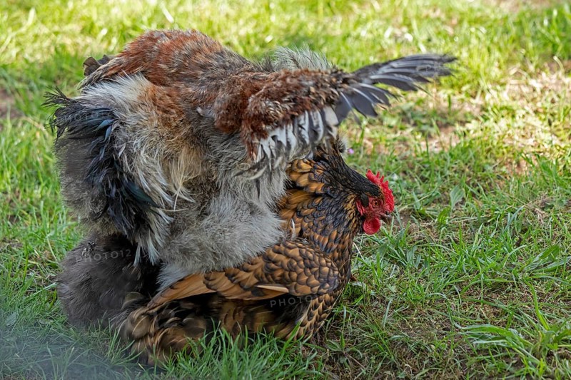 Pedigree chicken, Orpington hen flapping her wings, Wittorf, Samtgemeinde Bardowick, Lower Saxony, Germany, Europe