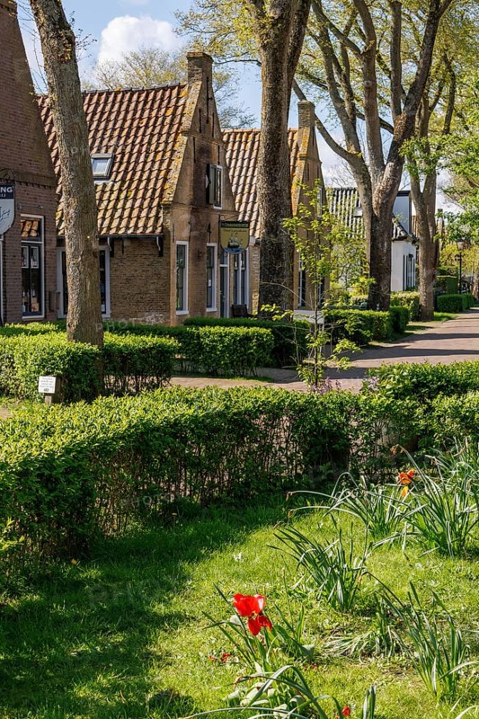 A village street with well-tended front gardens, blooming flowers and trees on a sunny day, historic houses and a church with small streets and lanterns, Nes, Ameland, Netherlands