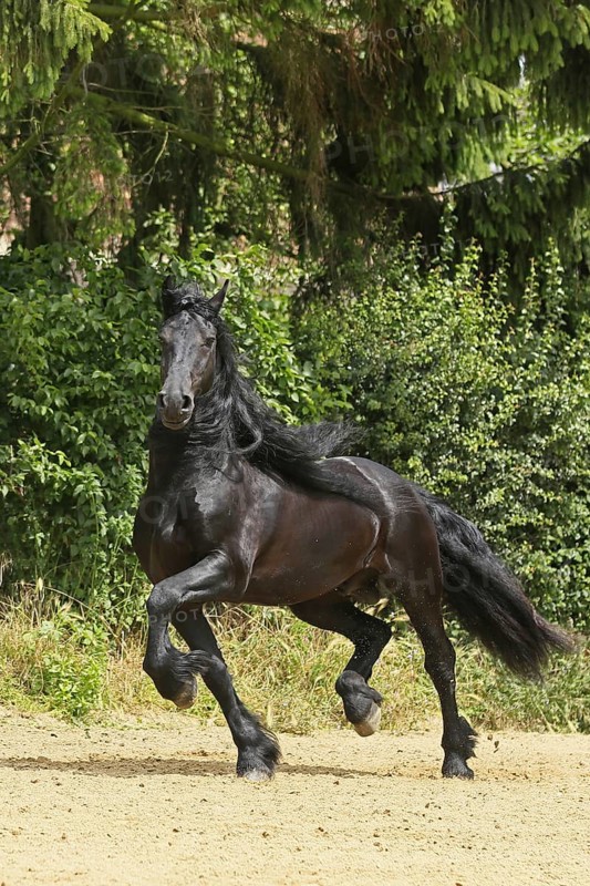 Friesian, Friesian horse