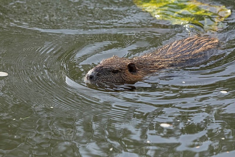 Nutria (Myocastor coypus) swimming, pond, Boizenburg, Mecklenburg-Vorpommern, Germany, Europe