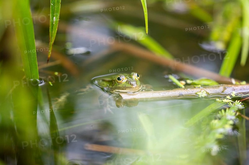 Green frog (PELOPHYLAX ESCULENTUS), Unterallgaeu, Bavaria