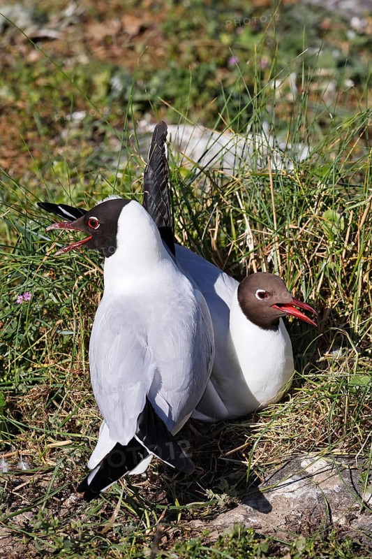 Breeding Black-headed Gulls (Larus ridibundus) also pair at the breeding site, North Sea coast, Schleswig-Holstein, Germany, Europe