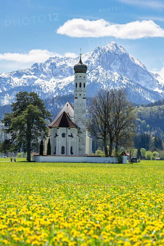 Pilgrimage church of St Coloman in spring, dandelion meadow, Schwangau, Fuessen, Ostallgaeu, Allgaeu, Swabia, Bavaria, Germany, Europe