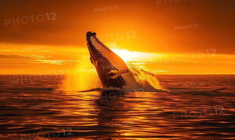A breaching orca whale captured in mid-air against a vibrant sunset sky AI generated