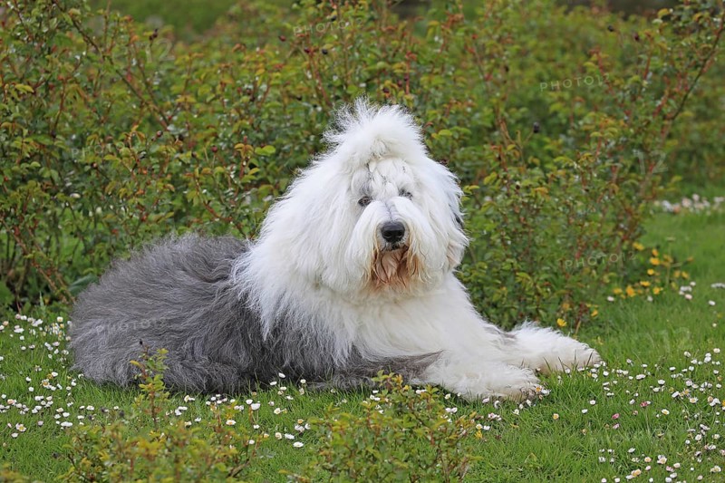 Bobtail, Old English Sheepdog