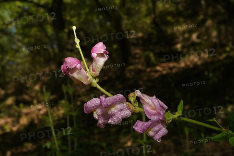 Beautiful and colorful snapdragon plant illuminated on a dark background