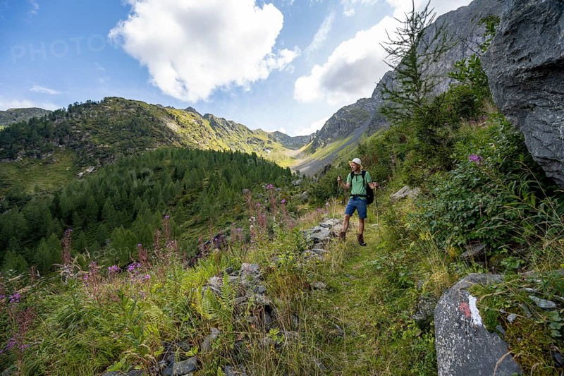 Mountaineer on a hiking trail, mountain landscape with green meadows, purple flowering balsam and larches, Obergailtal, Carnic Main Ridge, Carnic Alps, Carinthia, Austria, Europe
