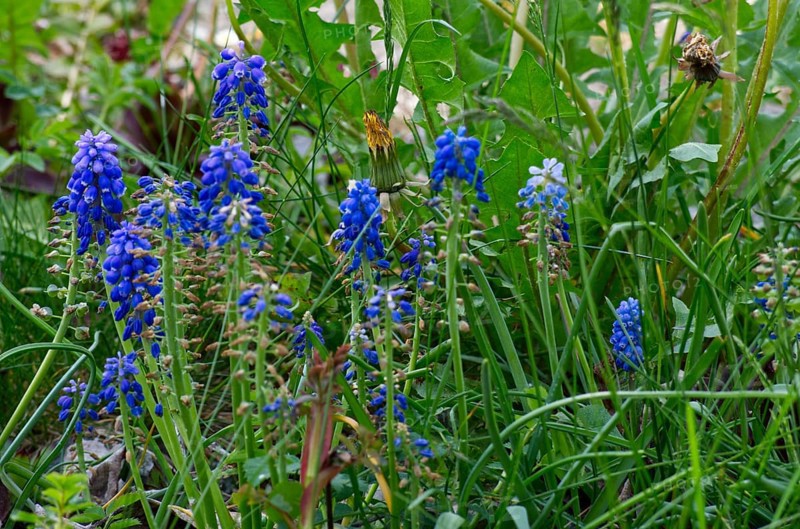 Grape hyacinths (Muscari Mill.) in a meadow