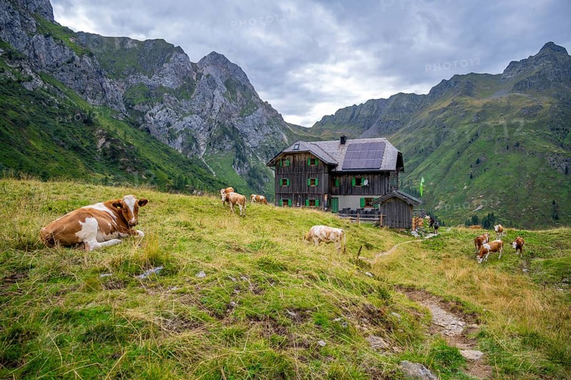 Cows on a mountain pasture, Alpine Club hut, Hochweisssteinhaus mountain hut, Carnic High Trail, Carnic Main Ridge, Carnic Alps, Carinthia, Austria, Europe