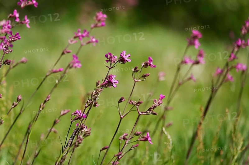 Pechnelke (Lychnis viscaria), May, Germany, Europe
