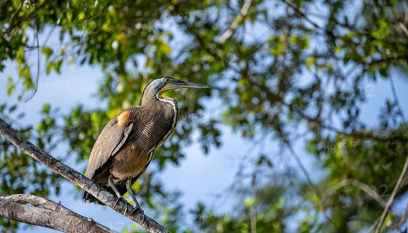 Bare-throated tiger heron (Tigrisoma mexicanum) sitting on a branch, Tortuguero National Park, Costa Rica, Central America