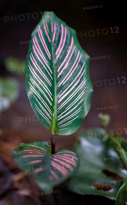 Colombian marante (Calathea ornata), leaf with pink stripes, Tortuguero National Park, Costa Rica, Central America