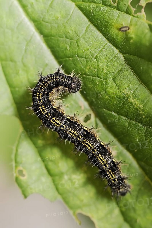 Small tortoiseshell (Nymphalis urticae, Aglais urticae), caterpillar, North Rhine-Westphalia, Germany, Europe