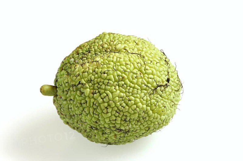 Hedge apple (Maclura pomifera), fruit on white background