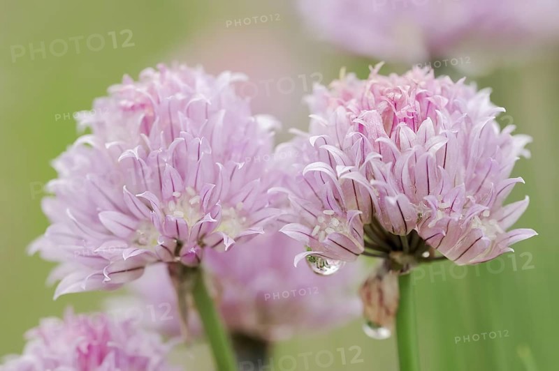 Chive (Allium schoenoprasum), flowers, North Rhine-Westphalia, Germany, Europe