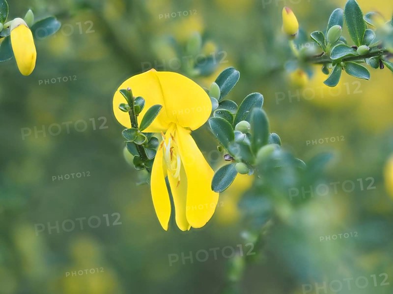 Flower of broom, common broom (Cytisus scoparius), Ratten, Styria, Austria, Europe