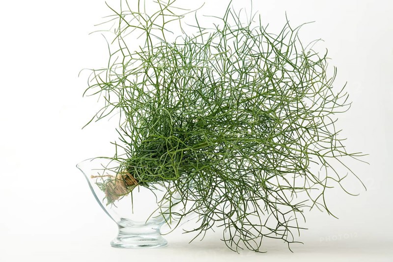 Bunch of fennel tied with hemp string in a glass bottle insulated on a white background and copy space