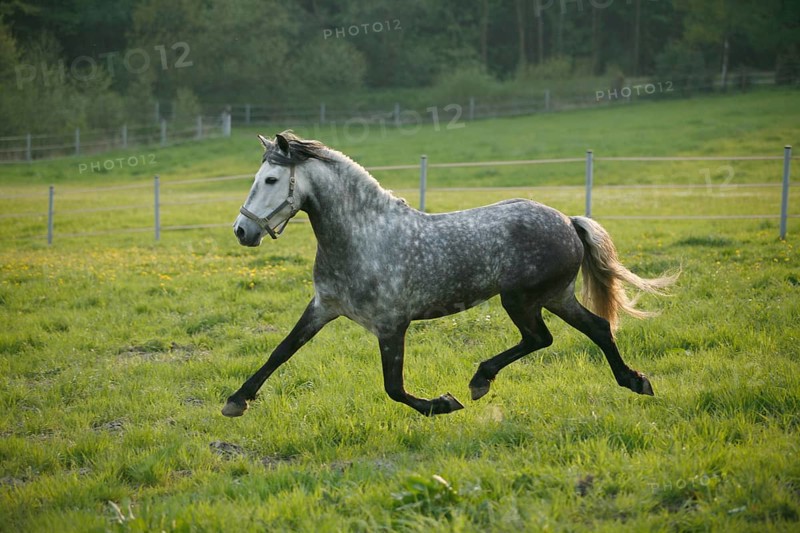 Andalusian, Andalusian horse