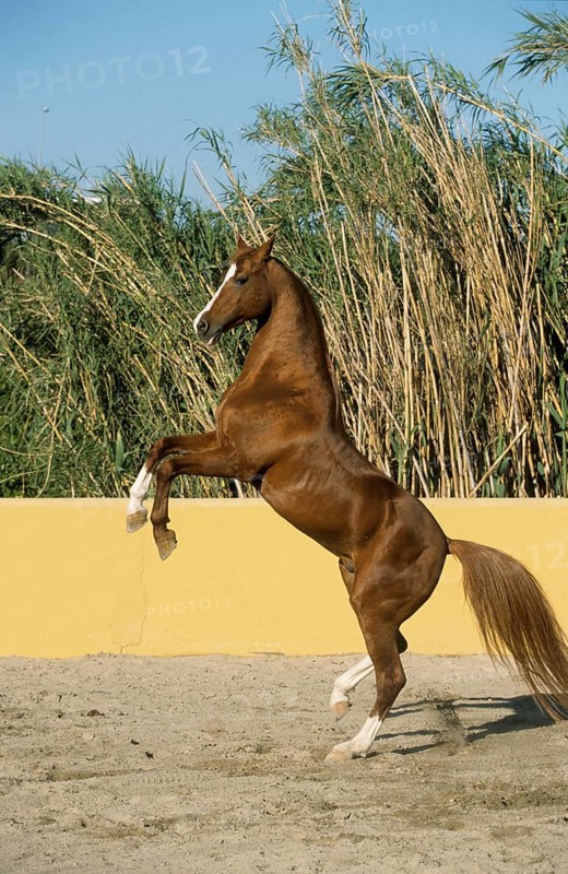 Arabian, stallion, stallion, rising