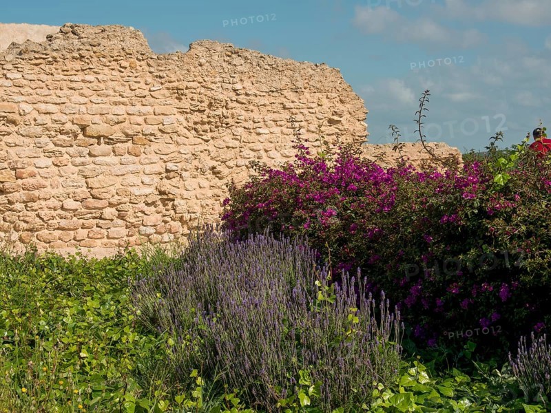 Purple flowers and green plants in front of an old, crumbling stone wall, Purple flowers and green plants in front of historical ruins and blue sky, Tunis, Tunisia, Africa