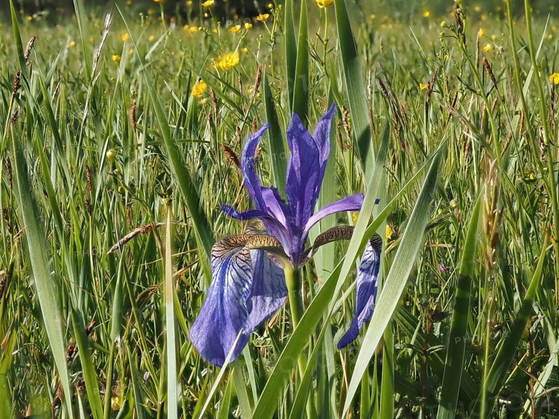 Siberian iris (Iris sibirica), near Irdning, Ennstal, Styria
