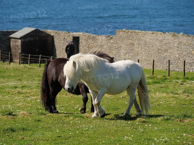 A white and a black pony stand in a pasture in front of a stone wall with the ocean stretching out behind them, black and white horses in front of a stone house in a meadow by the blue sea, Lerwick, Shetland, Scotland, United Kingdom, Europe