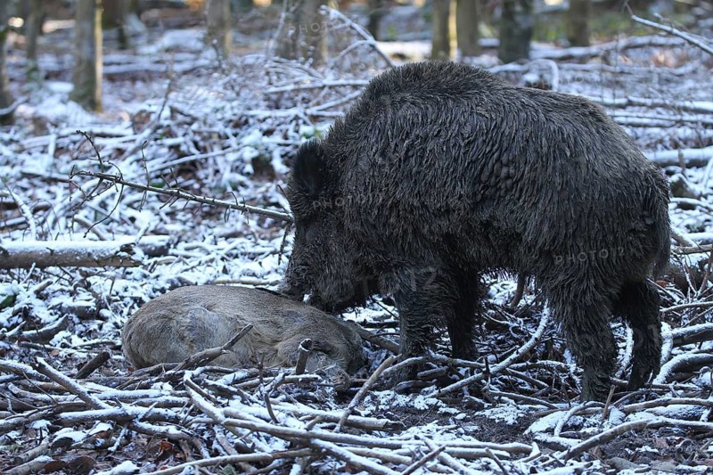 Wild boar (Sus scrofa) Boar in the snow, feeding on dead european roe deer (Capreolus capreolus) Allgaeu, Bavaria, Germany, Europe