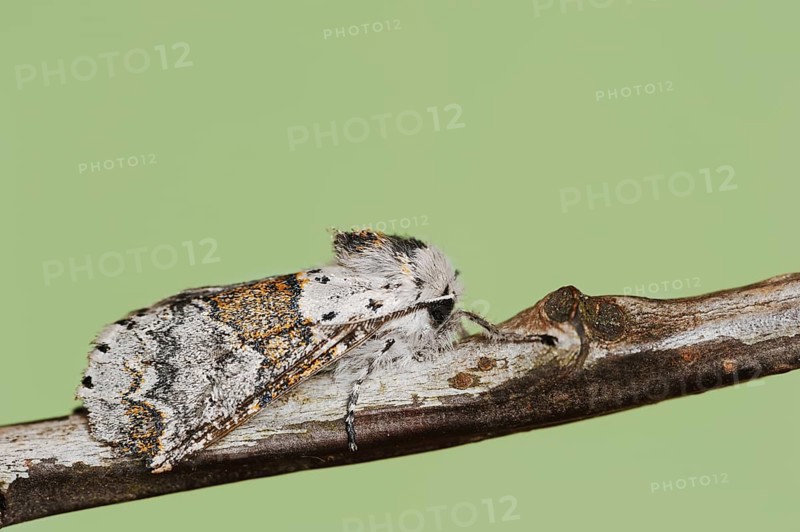 Sallow kitten moth (Furcula furcula), North Rhine-Westphalia, Germany, Europe