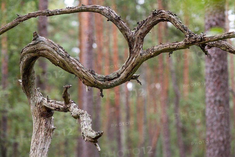 Dead branch growing in curves, Sweden, Europe