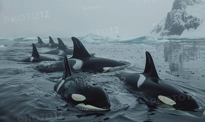 A pod of orca whales swimming gracefully in icy waters AI generated
