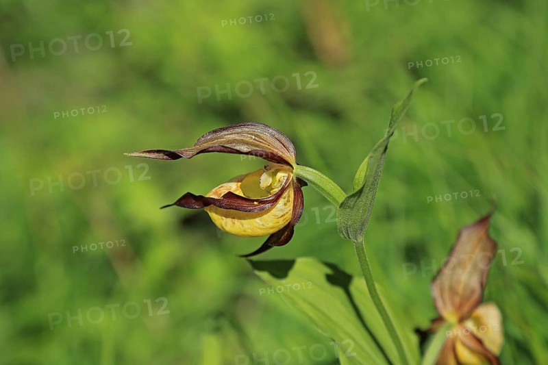 Yellow lady's slipper orchid (Cypripedium calceolus)