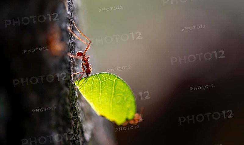 Leaf-cutter ant (Atta cephalotes) carrying a piece of leaf, rainforest, Tortuguero National Park, Costa Rica, Central America