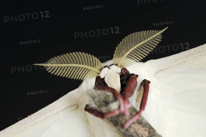 Indian luna moth (Actias selene), male, captive, occurrence in Asia