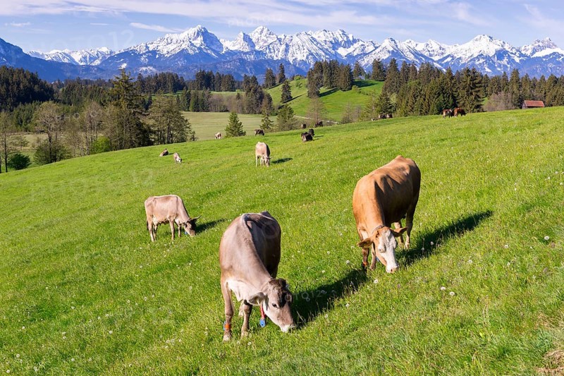 Dairy cows on a pasture, snow-covered mountains, hiking area, forest, trees, Allgaeu Alps, near Fuessen, Buching, Ostallgaeu, Allgaeu, Bavaria, Germany, Europe