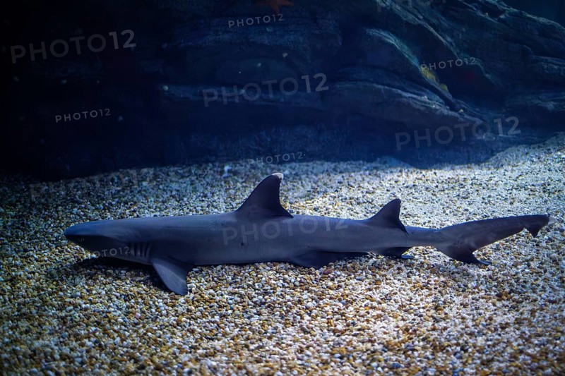 Whitetip reef shark on sand sea bottom