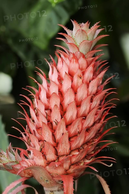 Pineapple plant or ananas (Ananas comosus)
