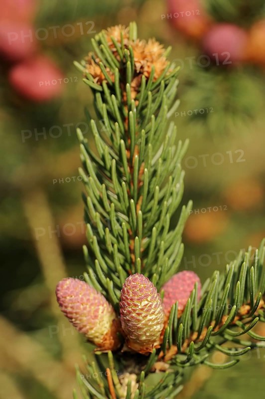 European spruce (Picea abies), flowers, North Rhine-Westphalia, Germany, Europe