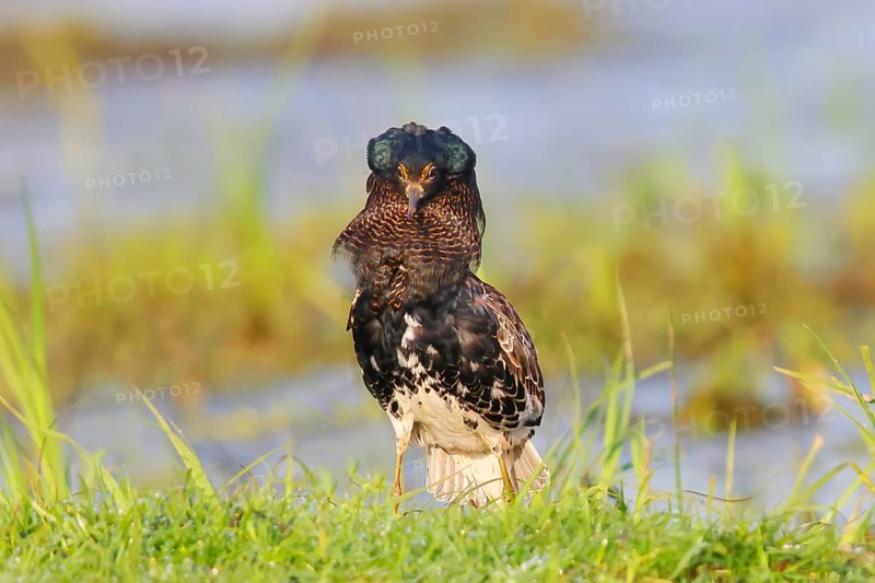 Ruff (Philomachus pugnax), mating behaviour, mating plumage, standing in wet meadow, snipe birds, wildlife, Ochsenmoor, Naturpark Duemmer See, Huede, Lower Saxony, Germany, Europe