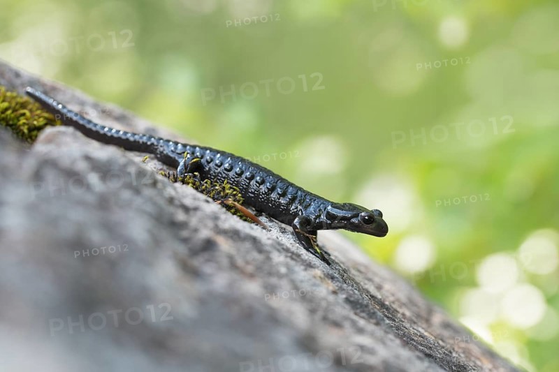 Alpine salamander (Salamandra atra), standing on stone, Hohenschwangau, Allgaeu, Bavaria