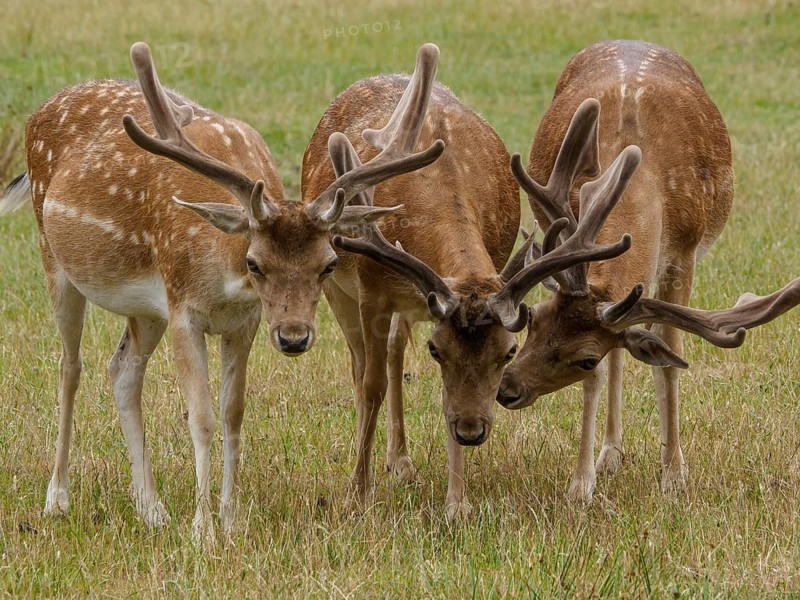 Three deer standing close together in a green meadow, roe deer and stags in a meadow at the edge of a forest, capreolus capreolus, Duelmen, Germany, Europe