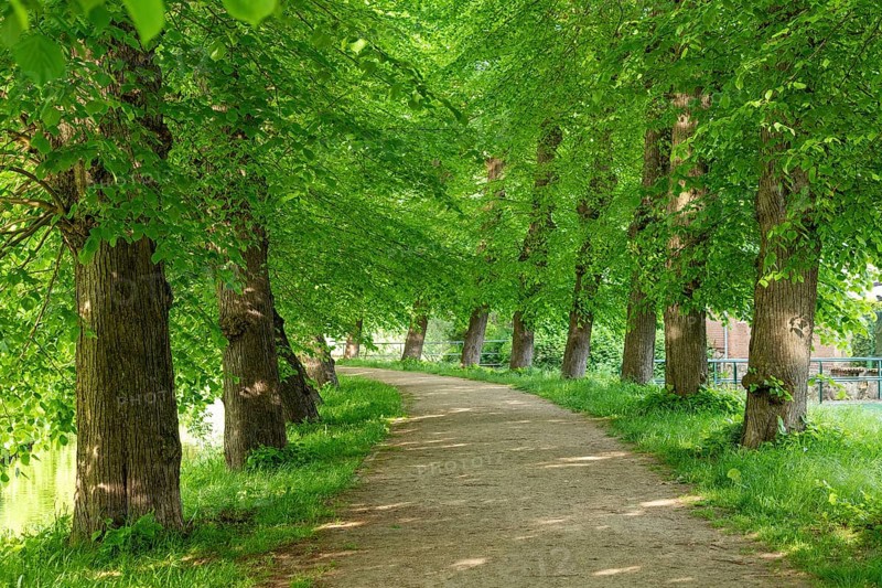 Avenue, trees, Boizenburg, Mecklenburg-Vorpommern, Germany, Europe
