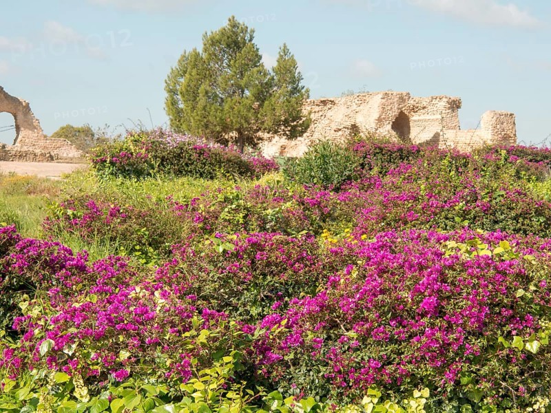 Purple flowering bushes in front of ancient ruins and green foliage under a sunny sky, Purple flowers green plants in front of historic ruins and blue sky, Tunis, tunisia