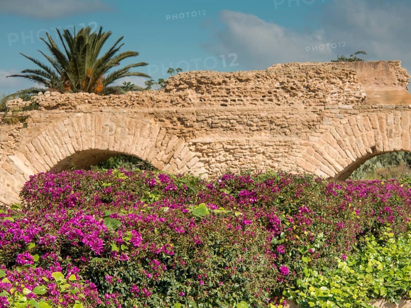 Purple flowering bushes and green plants in front of ancient ruins and palm trees under a clear sky, Purple flowers green plants in front of historical ruins and blue sky, Tunis, tunisia