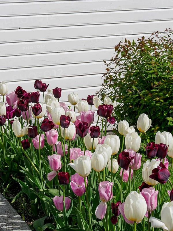Flower bed with different coloured tulips in front of a white wall in a garden, white wooden houses with green trees and flower-bed against a blue sky, Stavanger, Norway, Europe