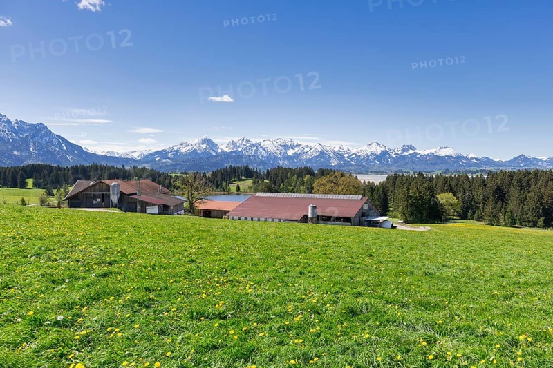 Farm at Hegratsrieder See near Fuessen, Allgaeu Alps, snow, forest, Ostallgaeu, Allgaeu, Bavaria, Germany, Europe