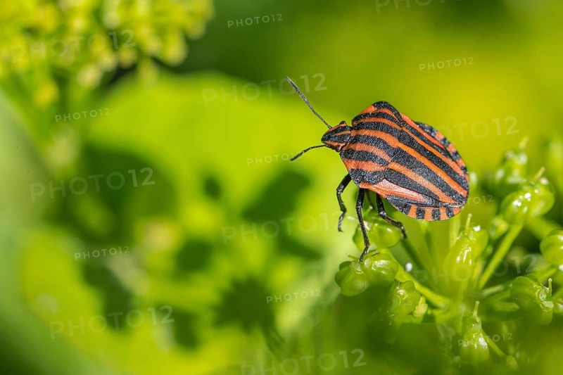 Italian striped bug (Graphosoma lineatum), Emsland, Lower Saxony, Germany, Europe