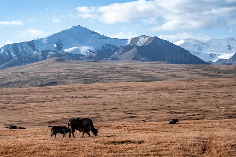 Glaciated and snow-covered mountains, yaks on the plateau in autumnal mountain landscape with yellow grass, Tian Shan, Sky Mountains, Sary Jaz Valley, Kyrgyzstan, Asia