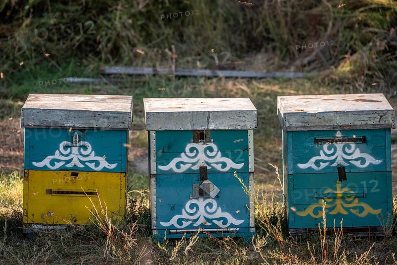 Colourfully painted beehives in a row, beekeeper, Kyrgyzstan, Asia