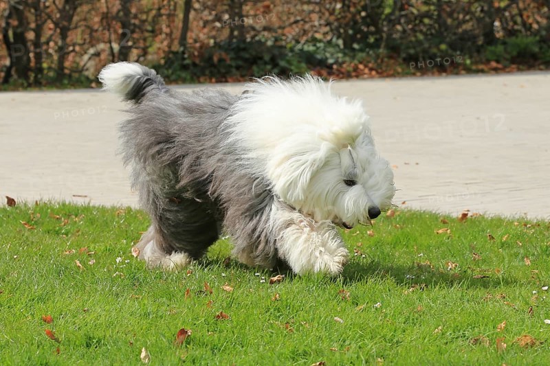 Bobtail, Old English Sheepdog